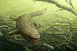 Loài lưỡng cư to bằng cá sấu gieo rắc kinh hoàng dưới đáy sông hồ 