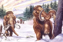 Kỳ lạ loài voi có bộ lông xoăn tít, lớp mỡ dày tới 8 cm 