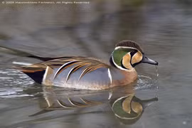 Loài vịt ‘đẹp nhất thế giới’, ai nhìn cũng ngỡ tranh vẽ