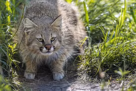 Loài mèo cực dị thay đổi ngoại hình theo nơi ở, chỉ có ở Nam Mỹ 