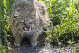 Loài mèo cực dị thay đổi ngoại hình theo nơi ở, chỉ có ở Nam Mỹ 