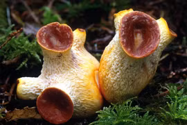 Kỳ thú loài sinh vật không phải động vật cũng chẳng phải thực vật