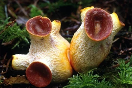 Kỳ thú loài sinh vật không phải động vật cũng chẳng phải thực vật