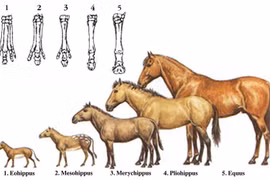 Loài ngựa tiến hóa thế nào để chỉ còn có 1 ngón chân?