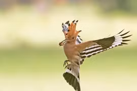 Loài được mệnh danh 'chồn hôi' trong thế giới chim chóc, Việt Nam có nhiều 