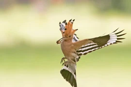 Loài được mệnh danh 'chồn hôi' trong thế giới chim chóc, Việt Nam có nhiều 