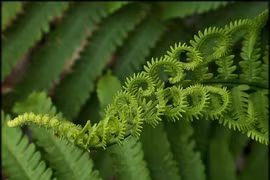 Loài thực vật thống trị Trái Đất trước khủng long, bí ẩn tiến hóa gây sốt