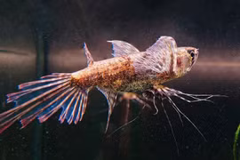 Cận cảnh 'thủy quái cánh bướm châu Phi', nhiều người lùng nuôi làm cảnh 