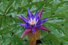 Kỳ thú loài cây thủy sinh nhìn đáng sợ đang nuôi sống hàng triệu người 