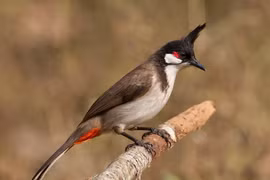 Sự thật thú vị về loài chim “hút tài lộc”, Việt Nam đầy rẫy