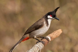 Sự thật thú vị về loài chim “hút tài lộc”, Việt Nam đầy rẫy