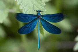 Điều kỳ diệu của loài côn trùng tí hon rực rỡ, cực quen thuộc ở Việt Nam 