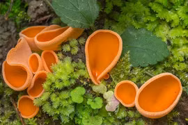 Sinh vật trông như cái bát màu da cam, con người có thể ăn được 