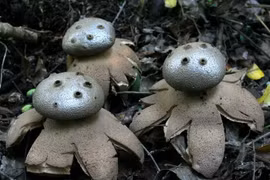 Loài nấm có hình thù như lọ đựng hạt tiêu, cực kỳ hiếm gặp