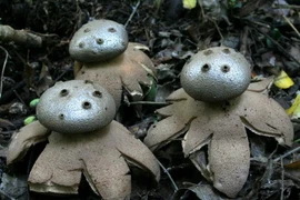 Loài nấm có hình thù như lọ đựng hạt tiêu, cực kỳ hiếm gặp