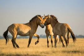 Những điều khó tin về loài ngựa hoang duy nhất còn sót lại 