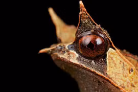 Loài lưỡng cư kỳ lạ có gai trên mắt, bậc thầy ngụy trang trong rừng rậm 