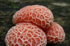 View - Vén màn bí ẩn công trình hơn 3.000 tuổi ở Mỹ | Báo Tri thức và Cuộc sống - TIN TỨC PHỔ BIẾN KIẾN THỨC 24H