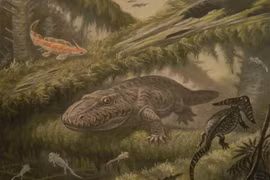 Chết khiếp loài lưỡng cư săn mồi “khủng” nhất từng tồn tại