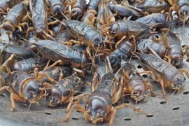 Sự thật cực lý thú về loài côn trùng trẻ em Việt mê mẩn 