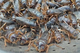 Sự thật cực lý thú về loài côn trùng trẻ em Việt mê mẩn 