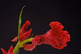 Điều bất ngờ về hoa mồng gà quen thuộc ở Việt Nam