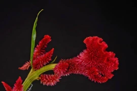 Điều bất ngờ về hoa mồng gà quen thuộc ở Việt Nam