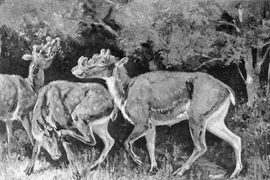 Kỳ lạ loài thú có 6 sừng, lai linh dương – hươu – trâu rừng cổ đại