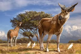 Tận mục loài hươu cao cổ kỳ dị nhất quả đất