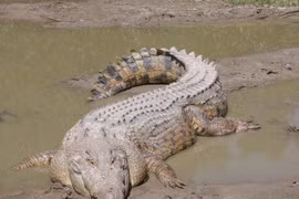 Bí ẩn rợn người về loài bò sát khổng lồ từng có ở Việt Nam