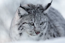 Bí ẩn 'Thần Mèo' mắt lạnh thống trị rừng Bắc Âu