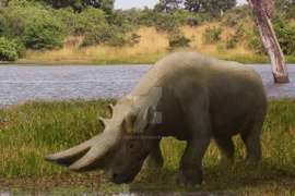 Loài tê giác có cặp sừng dị nhất từng tồn tại trên Trái Đất