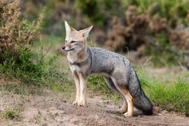 Tận mục loài cáo độc lạ chỉ có ở châu Mỹ 