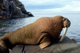 'Quái thú' có cặp ngà dài 1 mét, khả năng bơi vượt trội