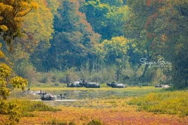Vùng đất có 'thần thú một sừng' đặc biệt nhất Nepal