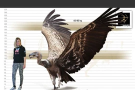 "Quái điểu" nặng gần 1 tạ biết bay, khoa học sửng sốt