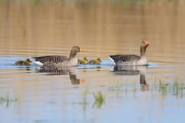 Sự thật thú vị về tổ tiên hoang dã của loài ngỗng nhà