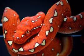 'Thuật biến hình' có một không hai của loài trăn đẹp nhất thế giới