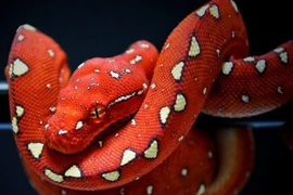 'Thuật biến hình' có một không hai của loài trăn đẹp nhất thế giới