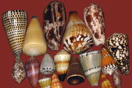 Loài ốc biển cực đẹp sở hữu 'vũ khí sinh học' đáng sợ nhất đại dương