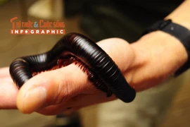 [INFOGRAPHIC] Loài cuốn chiếu lớn nhất thế giới 