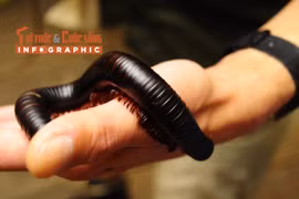 [INFOGRAPHIC] Loài cuốn chiếu lớn nhất thế giới 