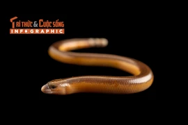 [INFOGRAPHIC] Loài thằn lằn không chân kỳ lạ 