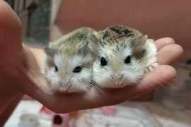 Năng lực sinh tồn kỳ diệu của loài thú tí hon chỉ có ở sa mạc Gobi