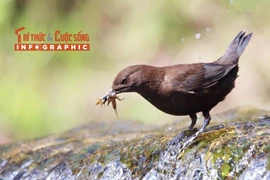 [INFOGRAPHIC] Loài chim có tập tính “lội suối” của Việt Nam