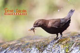 [INFOGRAPHIC] Loài chim có tập tính “lội suối” của Việt Nam
