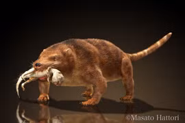 Tiết lộ sốc về loài thú xơi tái khủng long 125 triệu năm trước 