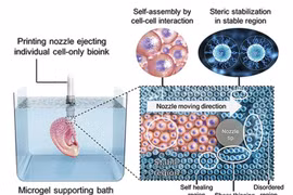 Sự kỳ diệu khó tin của công nghệ in 3D sinh học 