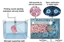 Sự kỳ diệu khó tin của công nghệ in 3D sinh học 