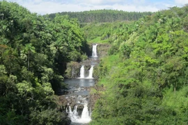 Loài khỉ đột quý hiếm cuối cùng ẩn náu tại vùng bảo tồn châu Phi